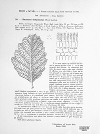 Taphrina tosquinetii image